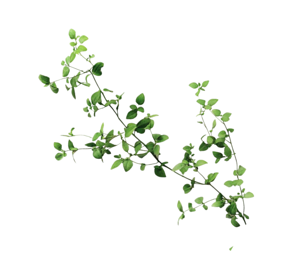 Vibrant green vine