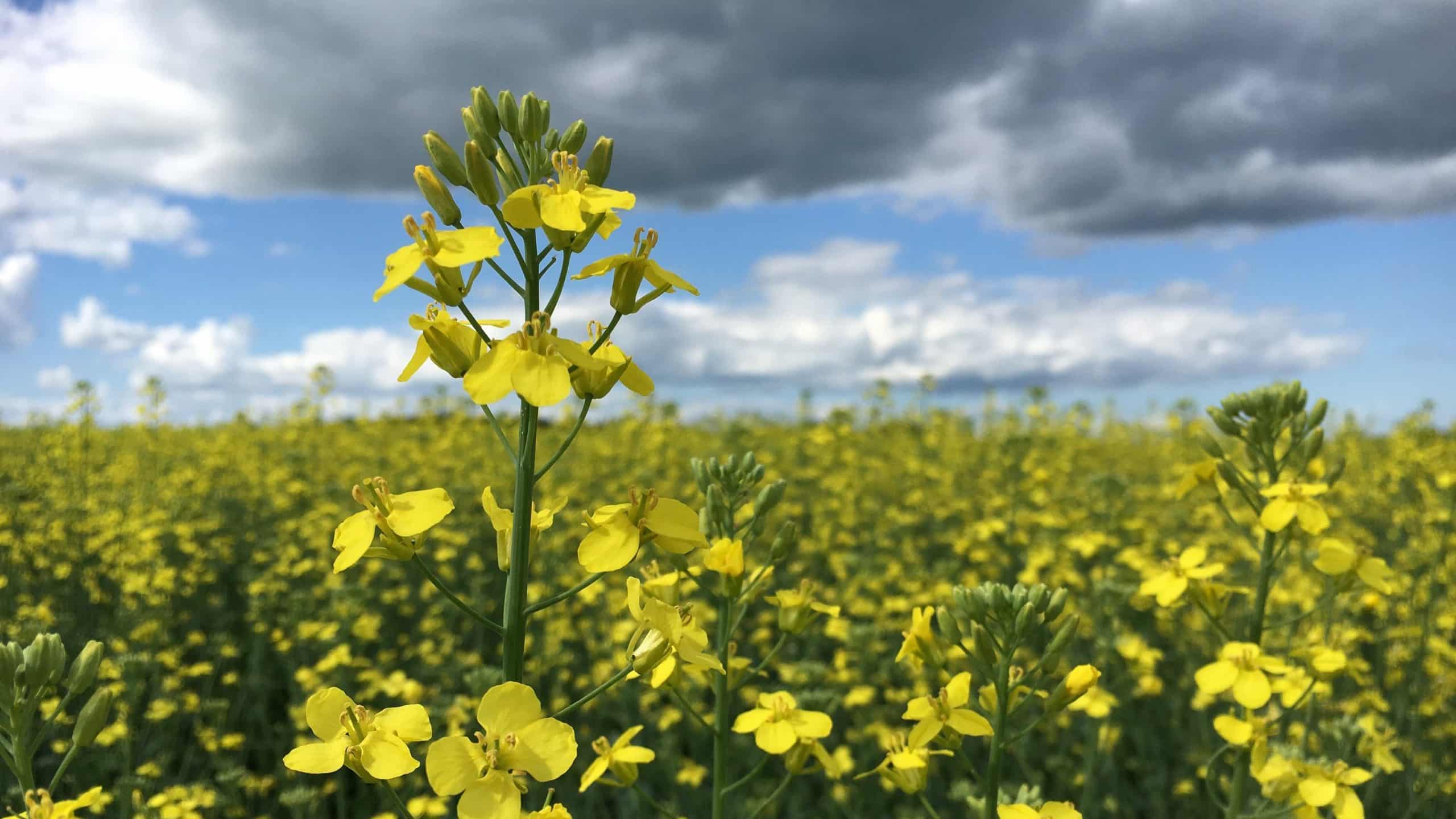 Canola