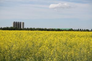 Wheat field in Alberta - Murray Lake Colony Farming