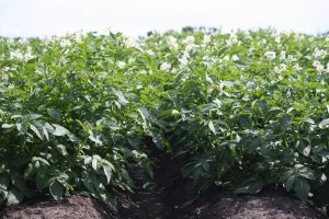 Canola field in Alberta - Murray Lake Colony Farming