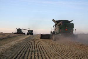 Sustainable crop rotation practices - Murray Lake Colony Farming
