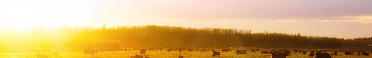 Alberta farmland - Murray Lake Colony Farming canola and wheat fields