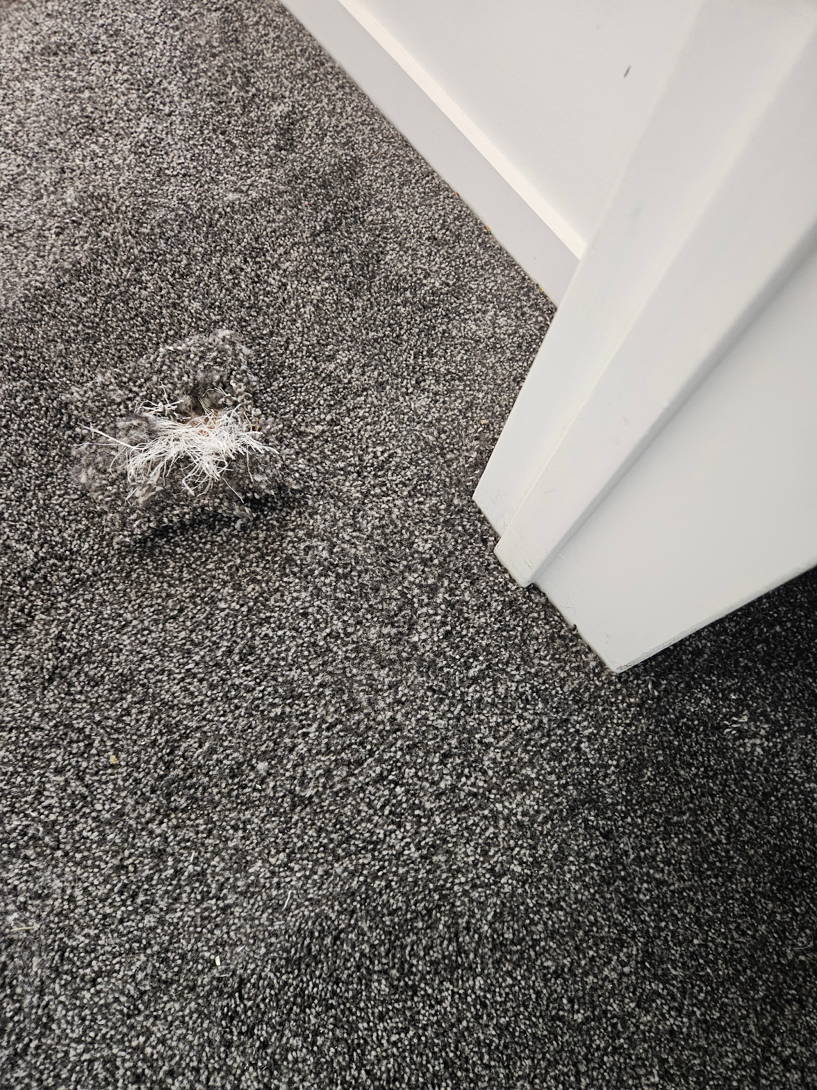 Grey carpet with pet damage fraying near door frame before repair