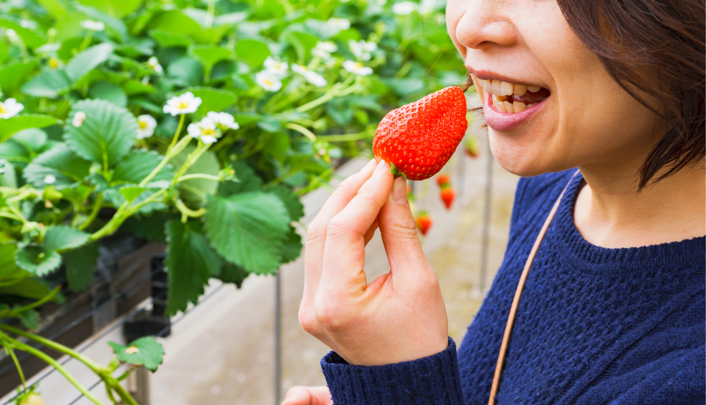 深作農園のいちご狩り施設の写真