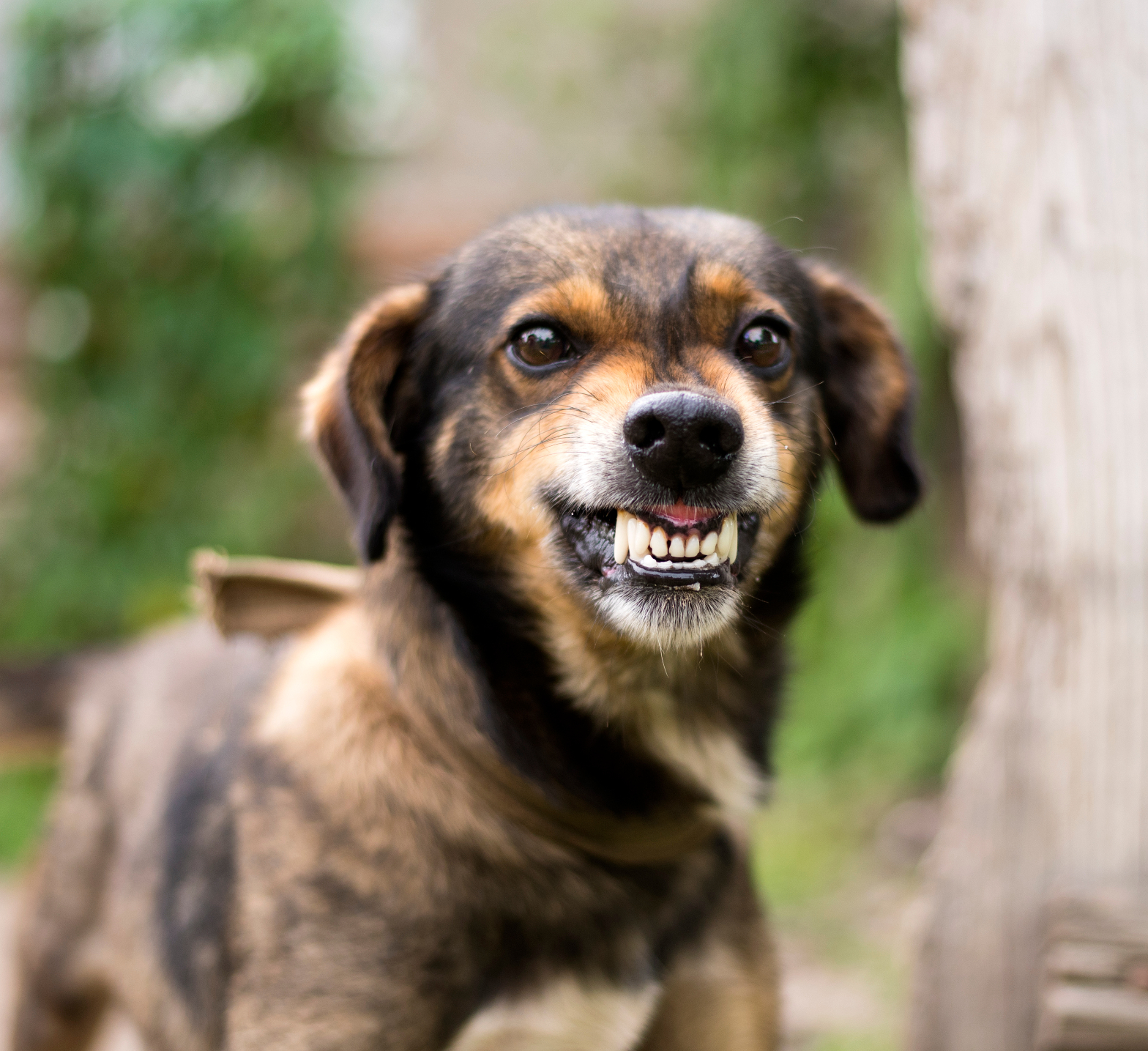 Aggressive dog baring its teeth outdoors